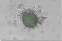 Mini-heart model — No transfection