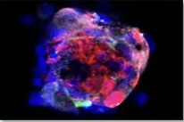 Fluorescence microscopy — No transfection