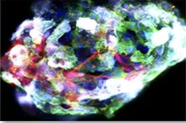 Fluorescence microscopy — ExoVec™