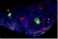Fluorescence microscopy — LNP