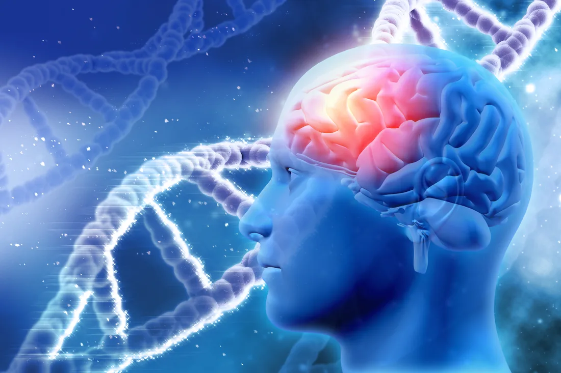 Brain illustration